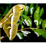 European Cynthia Moth Philosamia cynthia 15 eggs or 10 larvae according to availability